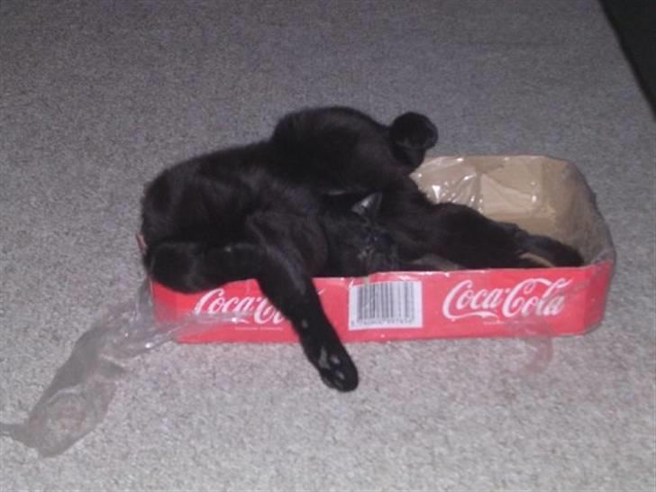 Huskat Panthera Onca Longtail billede 7