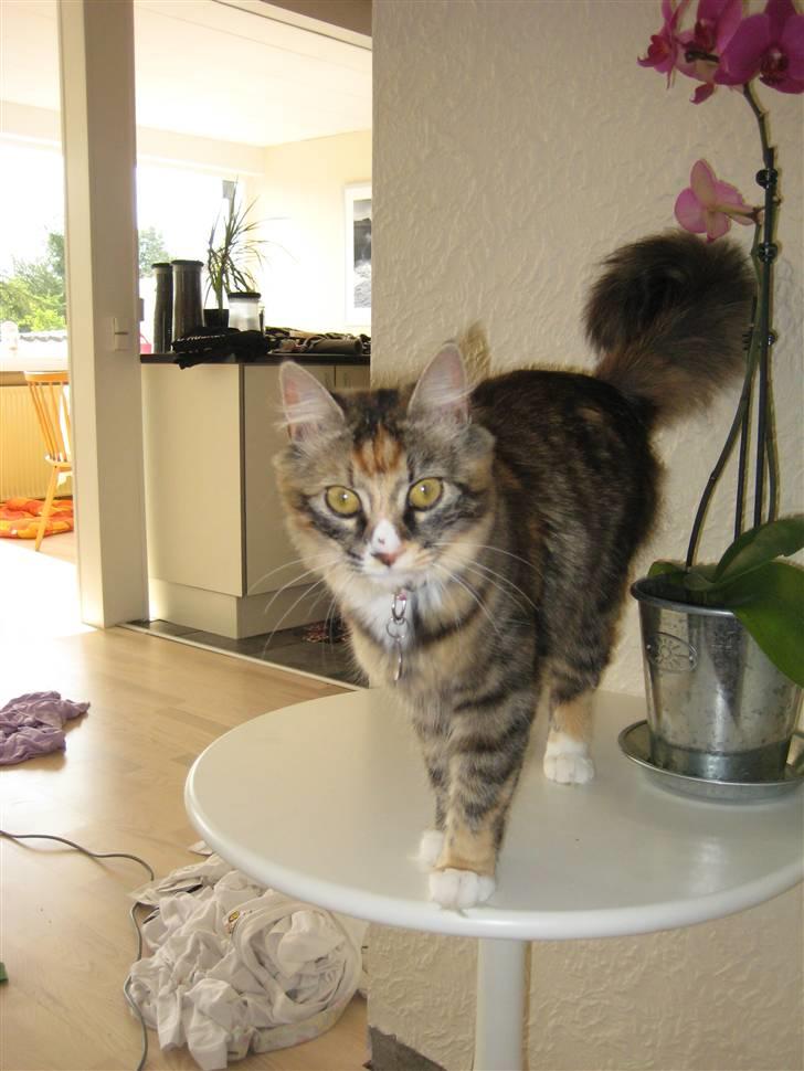 Blanding af racer Mini - Den lille prinsesse billede 1