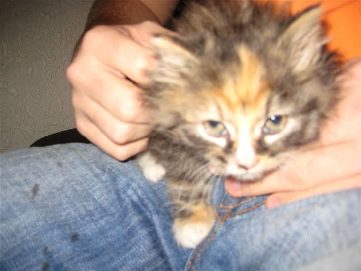 Blanding af racer Mini - Face up :) Verdens dejligste misser.. billede 2