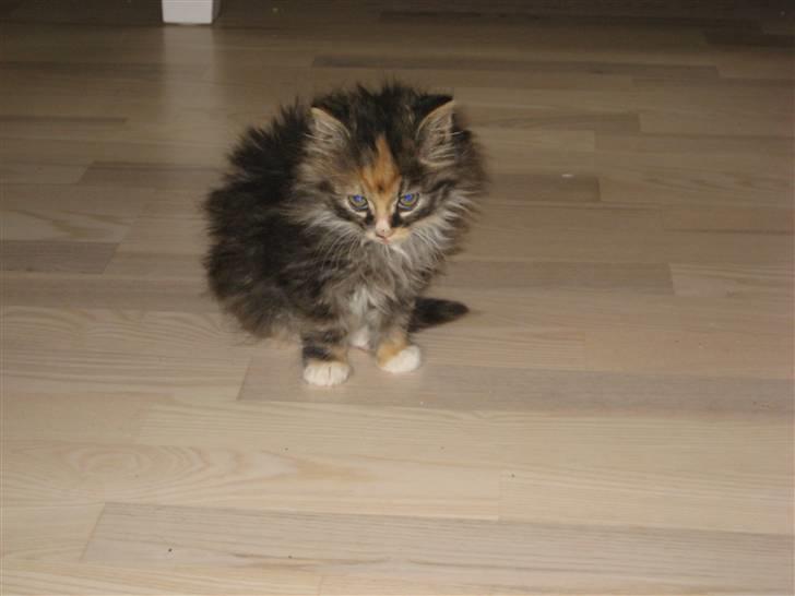 Blanding af racer Mini billede 3