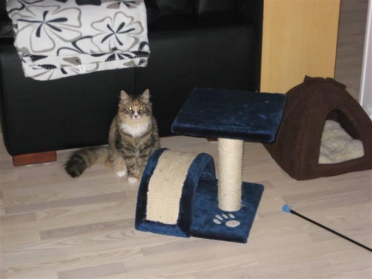 Blanding af racer Mini - Jeg sidder bare pænt her og har ikke gjort noget.. :)  billede 4