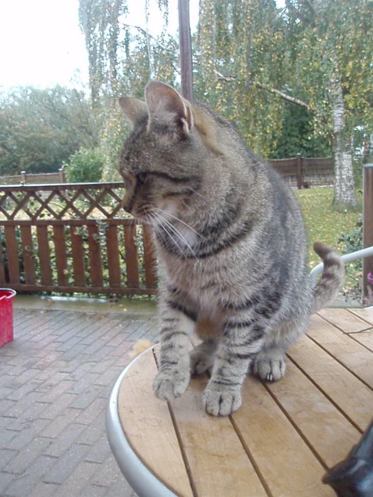 Blanding af racer Speider billede 1