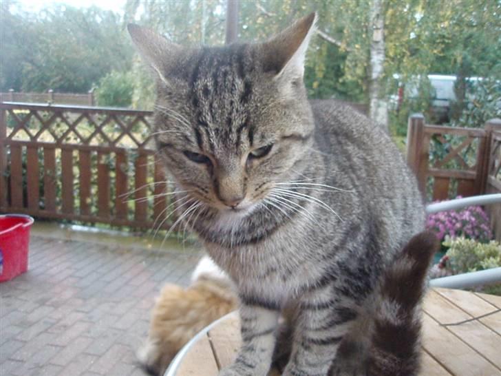 Blanding af racer Speider billede 2