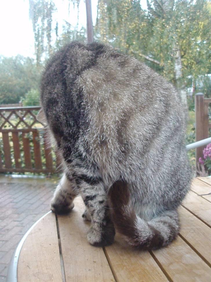 Blanding af racer Speider billede 3