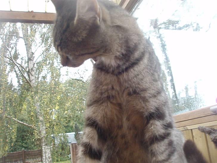 Blanding af racer Speider billede 4