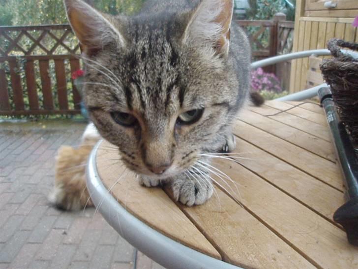 Blanding af racer Speider billede 5