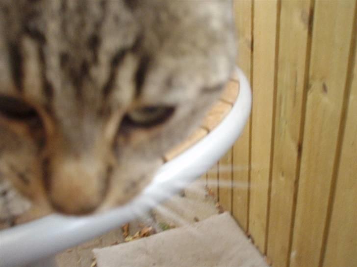 Blanding af racer Speider billede 6