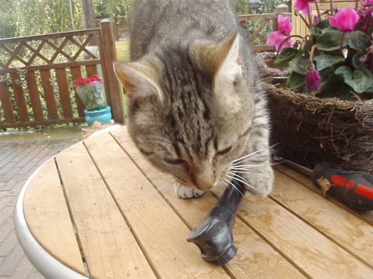 Blanding af racer Speider billede 7