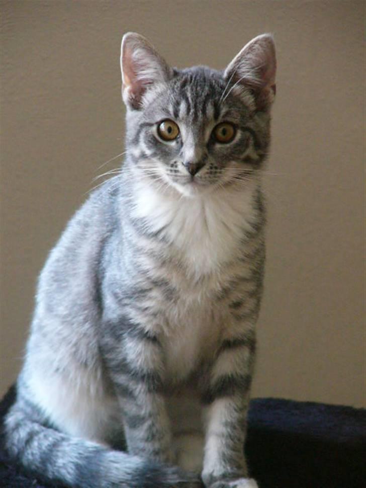 Huskat Phoebe billede 12