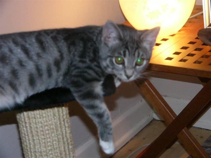 Huskat Phoebe billede 13