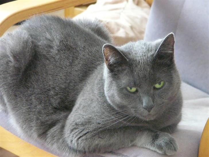 Huskat Frida billede 7