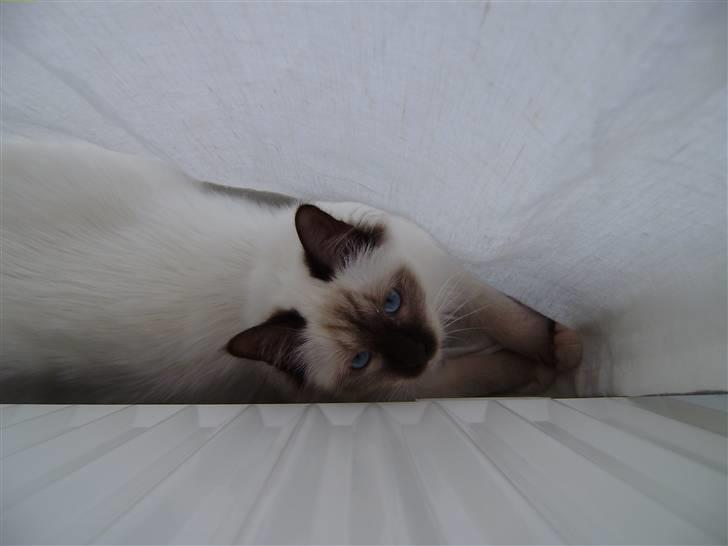 Hellig Birma Enzo billede 2