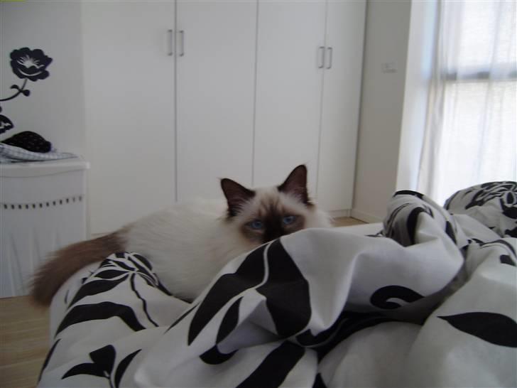 Hellig Birma Enzo billede 3