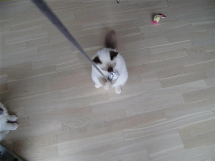 Hellig Birma Enzo billede 4