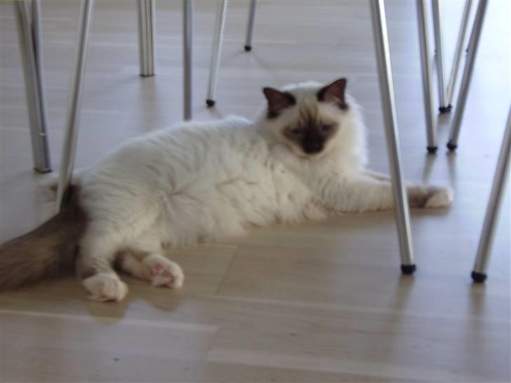 Hellig Birma Enzo billede 5