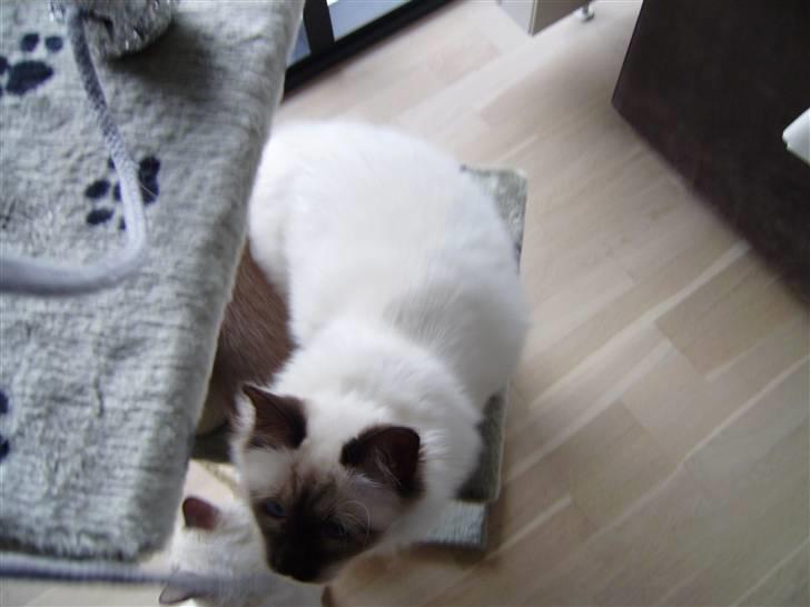 Hellig Birma Enzo billede 6