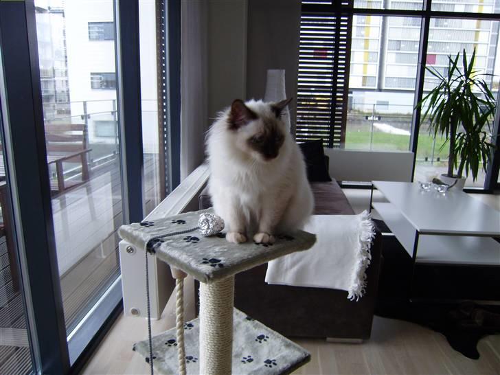 Hellig Birma Enzo billede 7