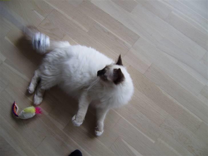 Hellig Birma Enzo billede 8