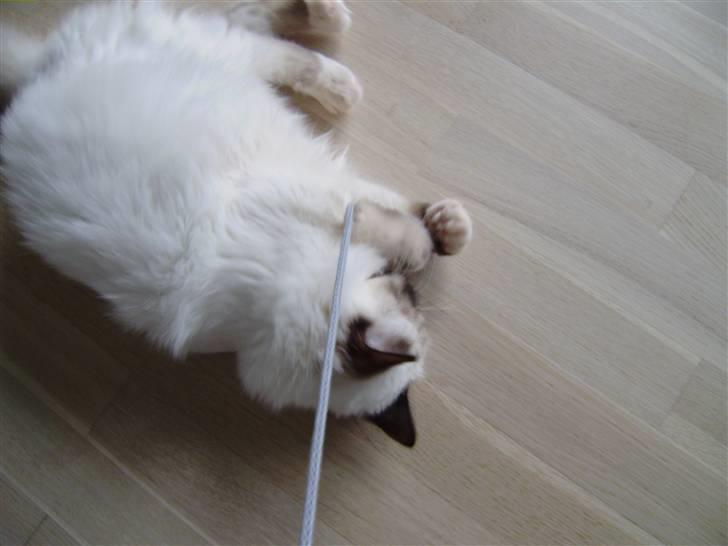 Hellig Birma Enzo billede 9