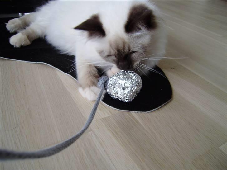 Hellig Birma Enzo billede 10