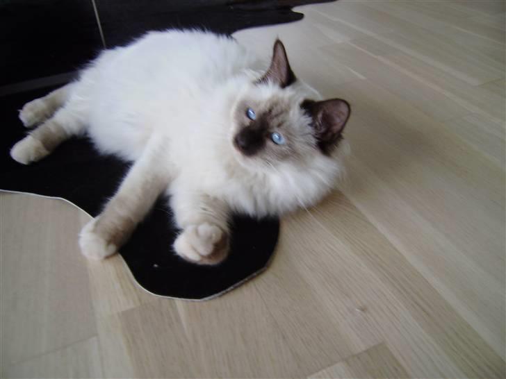 Hellig Birma Enzo billede 11