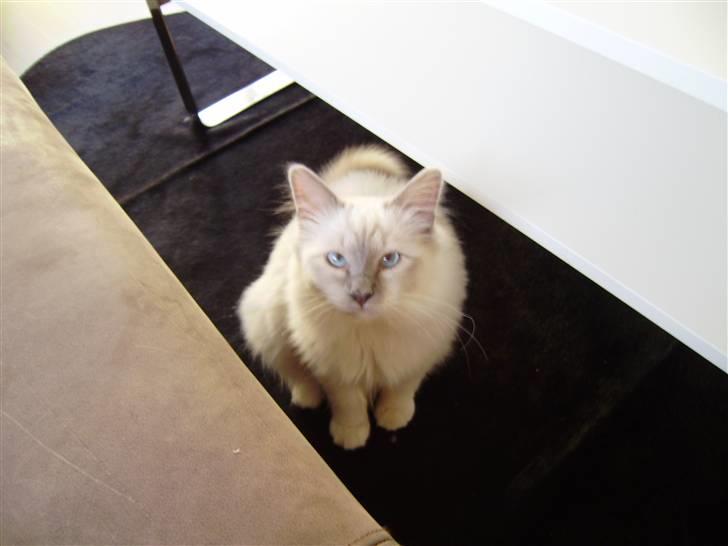 Hellig Birma Gallardo - Hej ! Velkommen til min præsentation, håber I nyder de fine billeder af mig :) billede 1