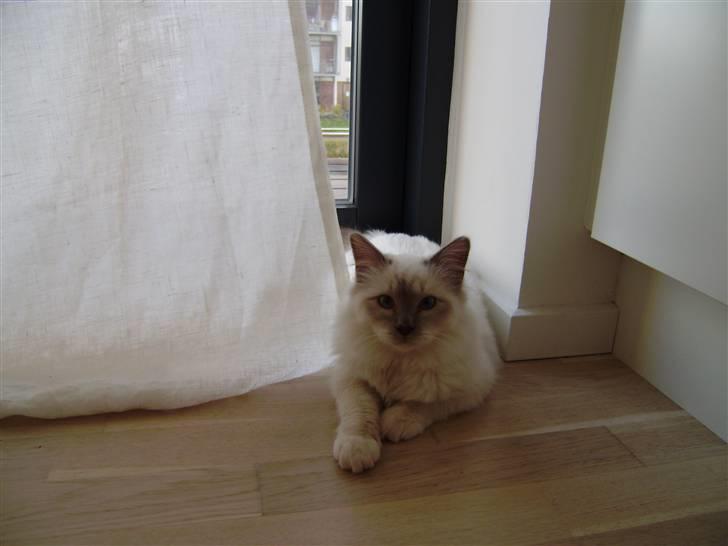 Hellig Birma Gallardo billede 2