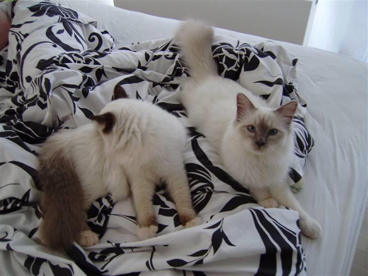 Hellig Birma Gallardo billede 3