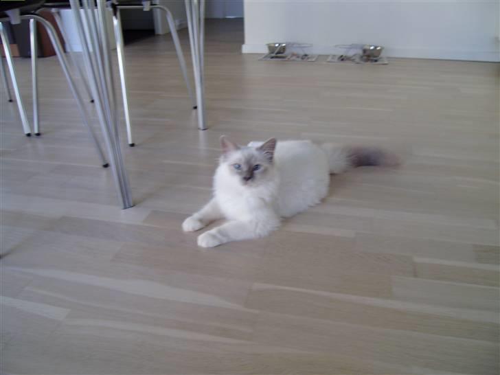 Hellig Birma Gallardo billede 4