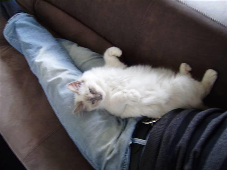 Hellig Birma Gallardo - Nåhh, en rigtig putte-mis <3 billede 5