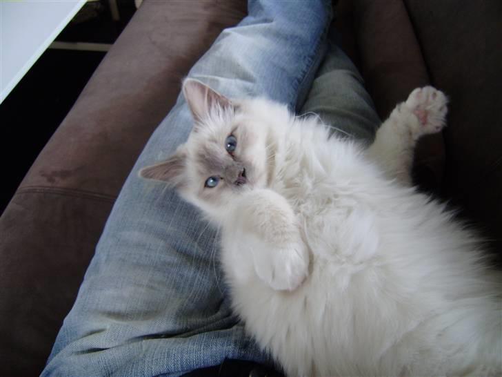 Hellig Birma Gallardo - Gallardo elsker at putte med min kæreste Henrik billede 6