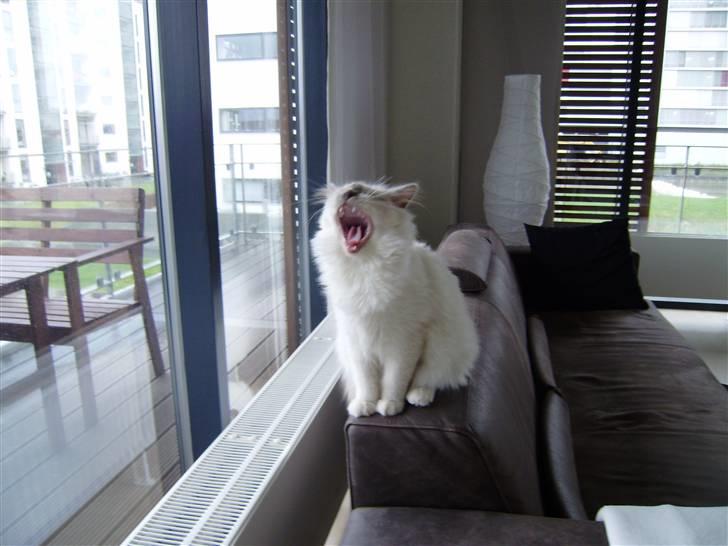 Hellig Birma Gallardo - Uhh ha da ! En farlig sofa-løve ! billede 7