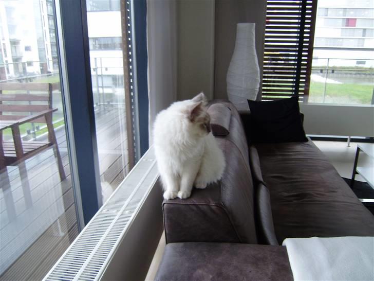 Hellig Birma Gallardo billede 8