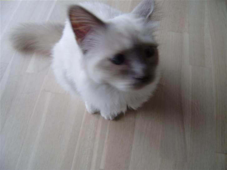 Hellig Birma Gallardo billede 9