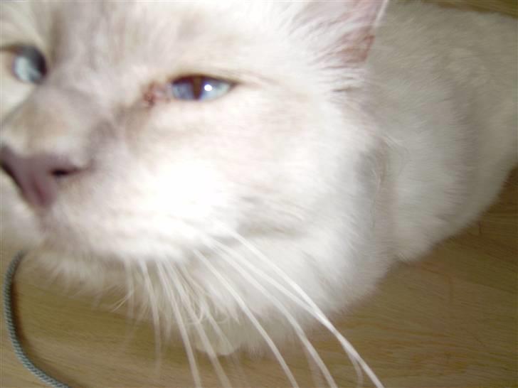 Hellig Birma Gallardo - Gallardo er overbevist om, at billedet kun bliver godt, hvis man stikker hovedet helt op til kameraet ;) billede 10