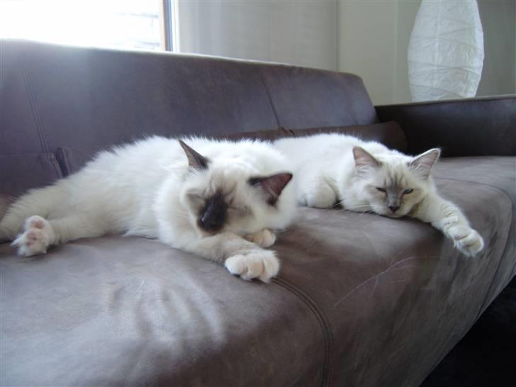 Hellig Birma Gallardo - Sofa-løver. Gallardo & Enzo tager et lille hvil på sofaen. billede 11