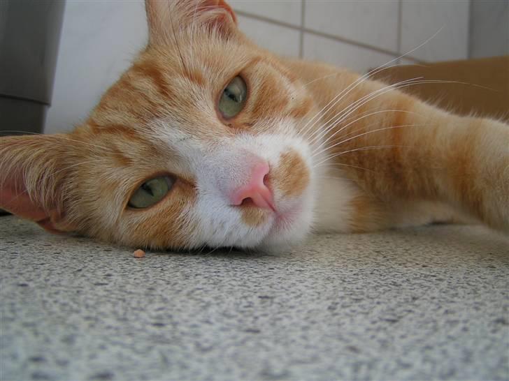 Huskat Karl - Feder den lige lidt billede 6