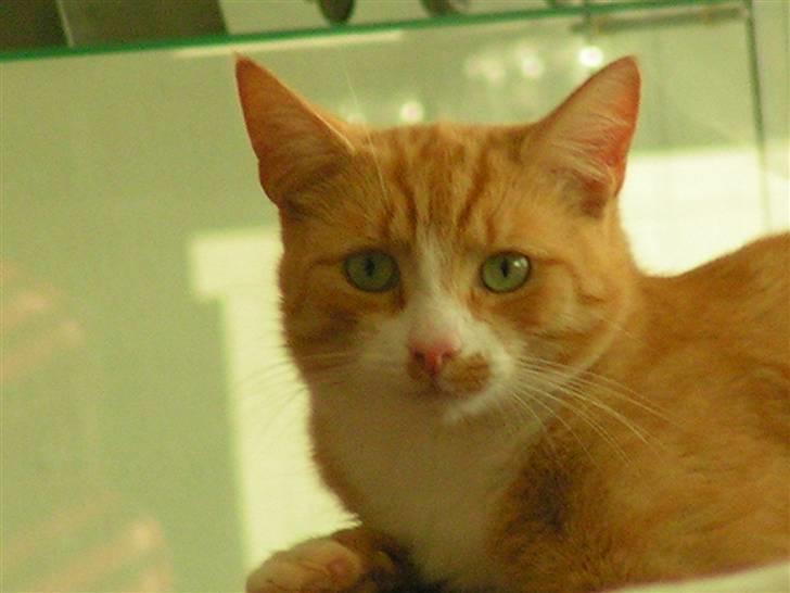 Huskat Karl - Er jeg ikke bare smuk, hva! billede 7