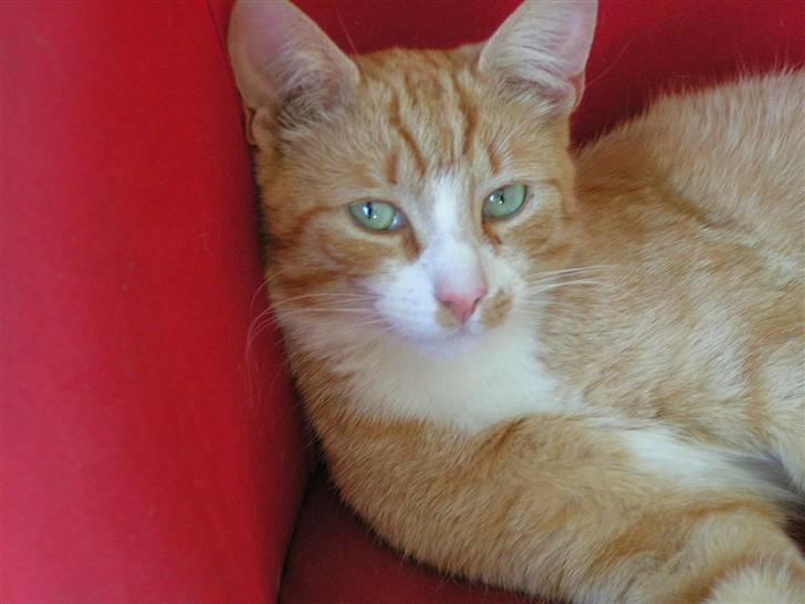 Huskat Karl - Strike tha pose billede 8