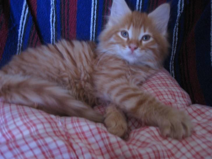 Maine Coon Johny ? - Ligger flittigt i sin seng xD  billede 1