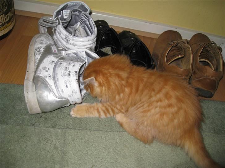 Maine Coon Johny ? - Prøver på at stikke hovedet ind i min sko xD billede 2