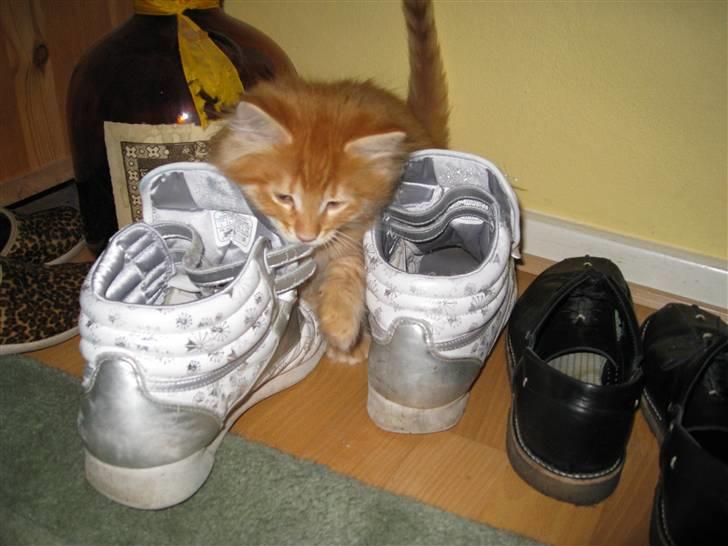 Maine Coon Johny ? - I like your shoe xD billede 3
