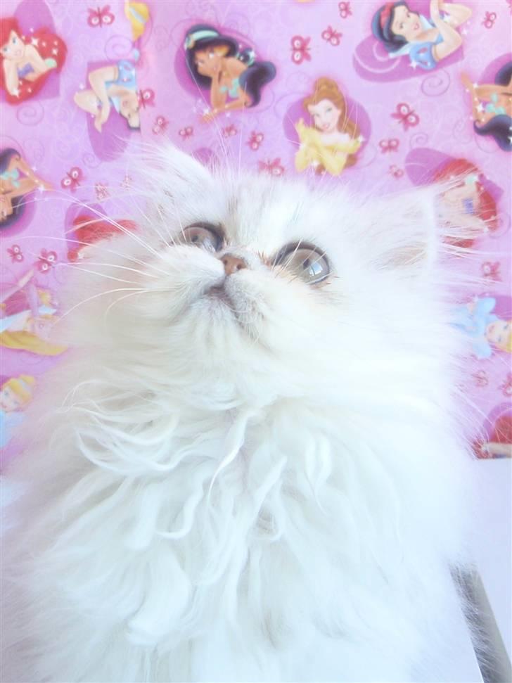 Perser Princess Chloe billede 1