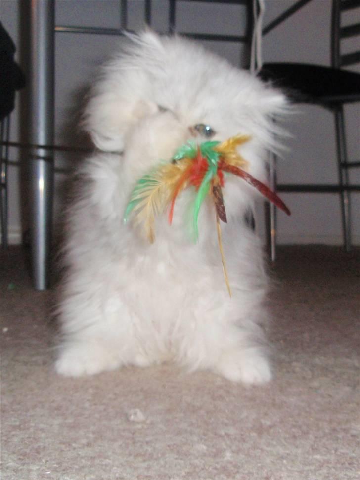 Perser Princess Chloe billede 2