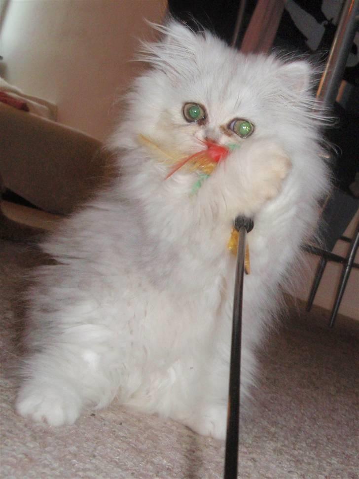 Perser Princess Chloe billede 3