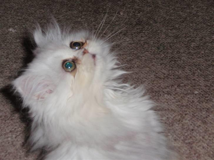 Perser Princess Chloe billede 4