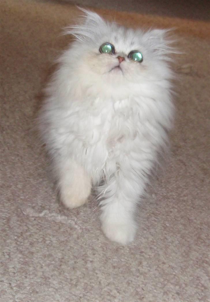 Perser Princess Chloe billede 5