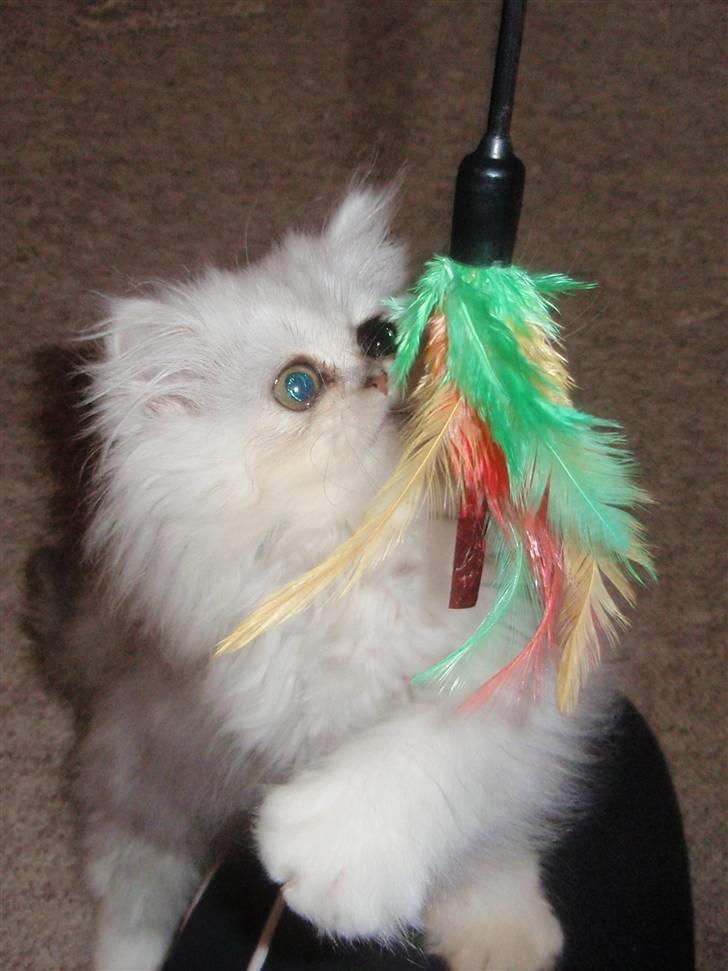 Perser Princess Chloe billede 6