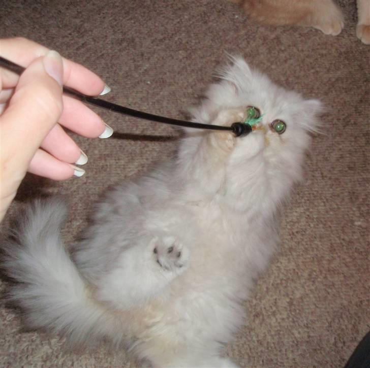 Perser Princess Chloe billede 7