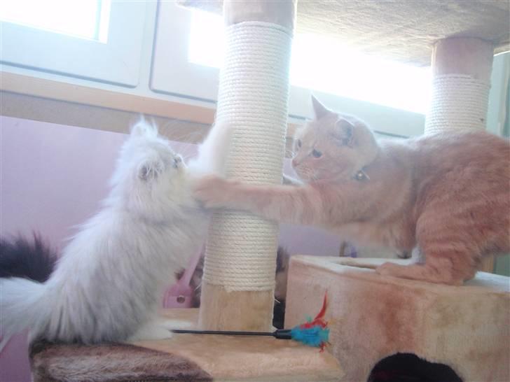 Perser Princess Chloe billede 8